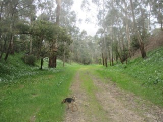 Alder Reserve Dog Off Leash Area (Park Orchards)