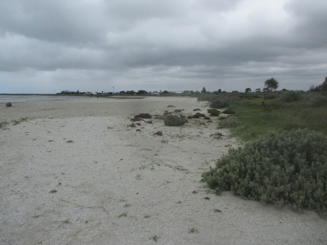 Altona Beach Dog Off Leash Area (Altona)