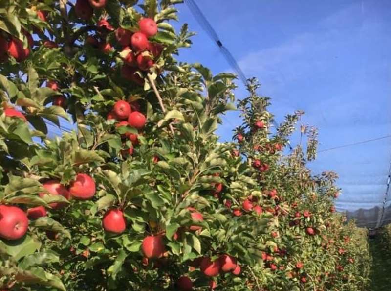 Apted's Orchards (Arthurs Creek)