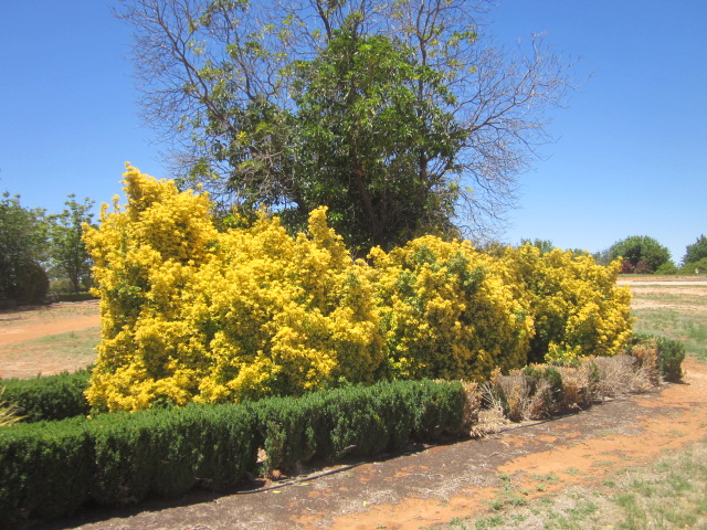 Australian Inland Botanic Gardens, Buronga