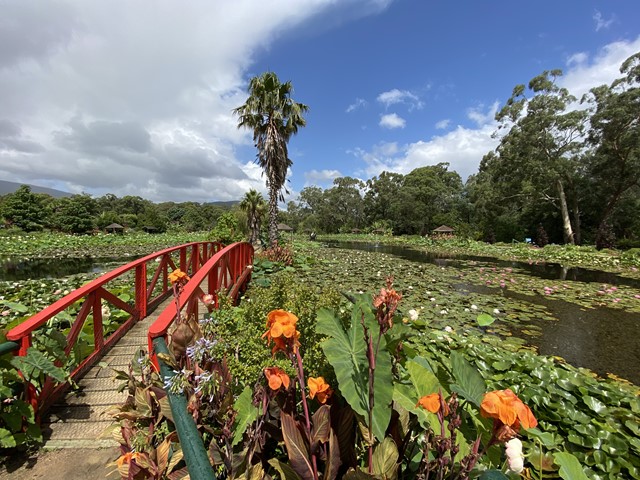 Blue Lotus Water Garden Yarra Junction