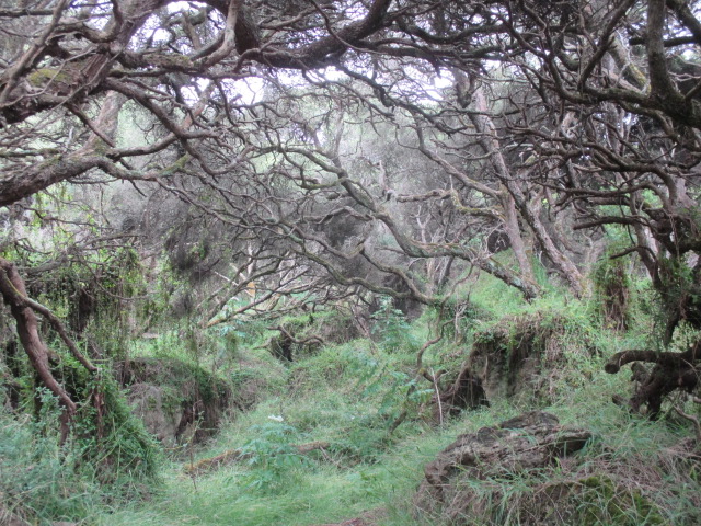 The Enchanted Forest Walk, Cape Nelson