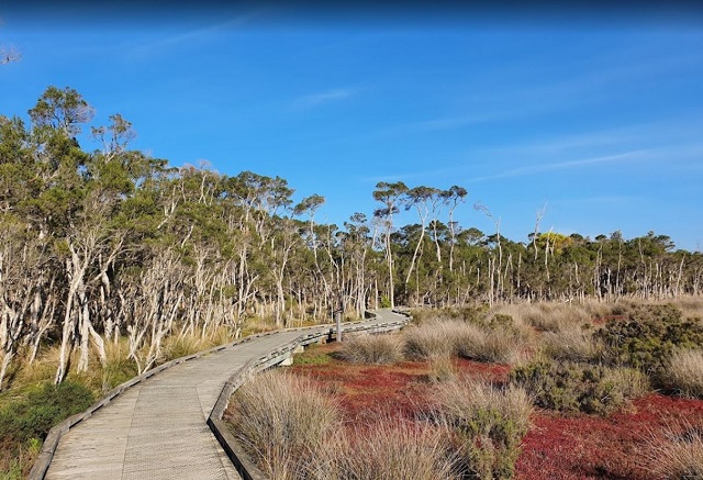 Conservation Hill and Rhyll Inlet Walks (Phillip Island)