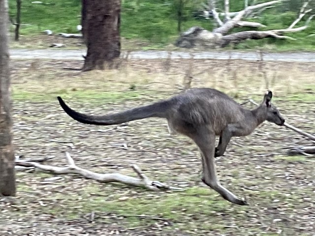 The Best Locations to Find Wild Kangaroos Around Melbourne
