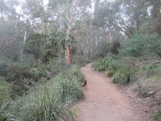 Damper Creek Reserve Dog Off Leash Area (Mount Waverley)
