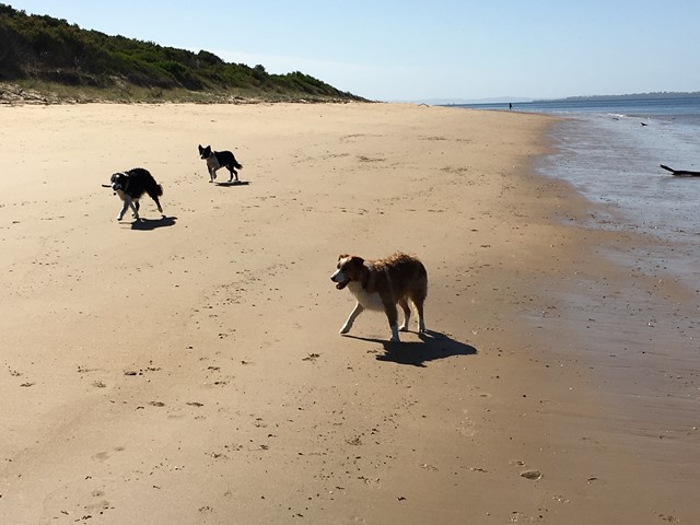 Melbourne Beaches with Year Round Dog Off-Leash Access