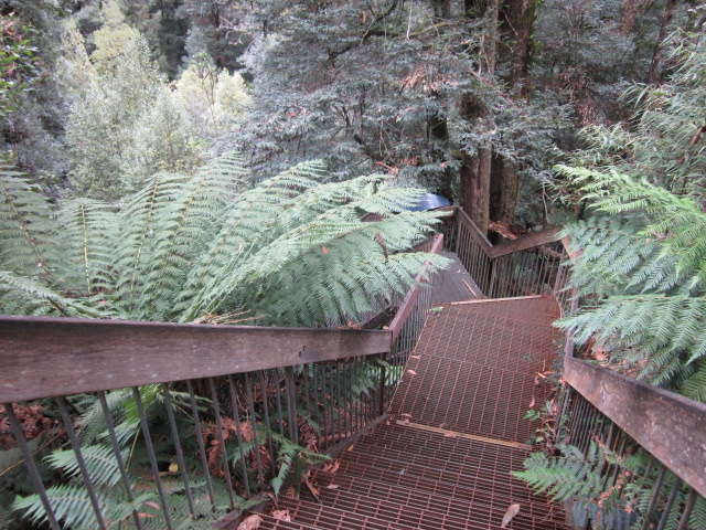 Donna Buang Rainforest Gallery and Skywalk (Warburton)