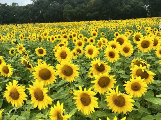 Guide to Sunflower Fields near Melbourne