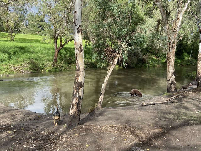 Egan Reserve Dog Off Leash Area (Coburg)