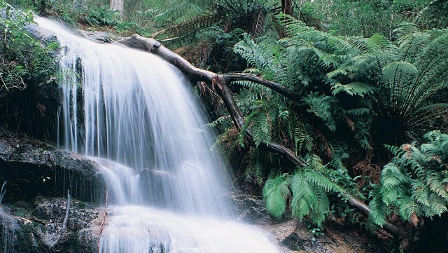 Raglan - Ferntree Falls