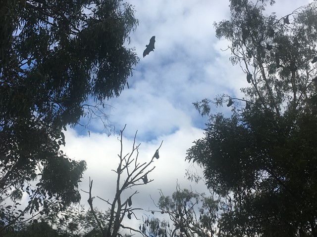 Flying Fox Colony at Yarra Bend Park (Kew)