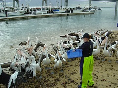San Remo Pelican Feeding
