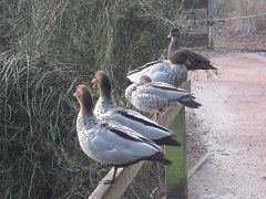Serendip Sanctuary