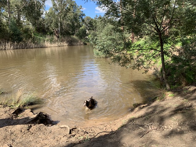 Griffith Park Dog Off Leash Area (Eltham)