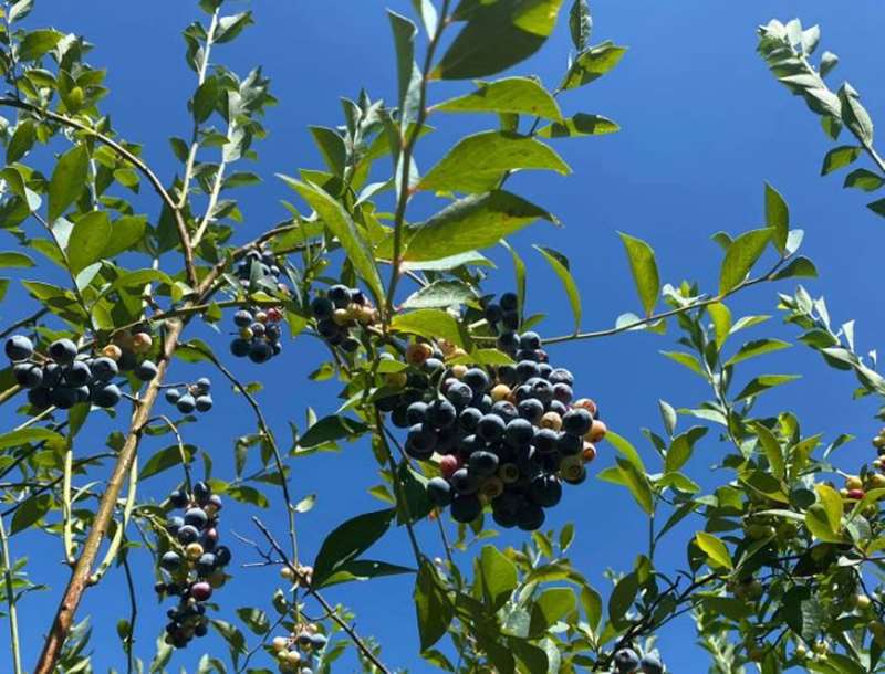 Harrietville - Feathertop Blueberries