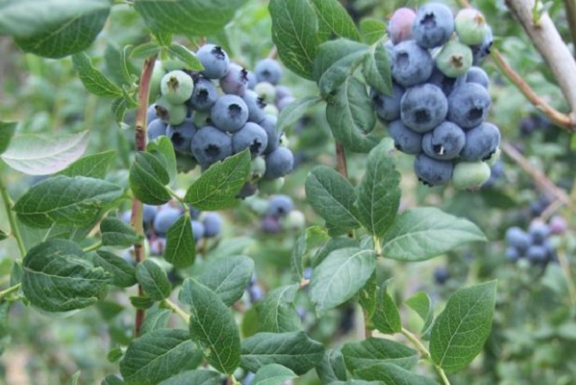 Higham Blueberries (Kinglake Central)