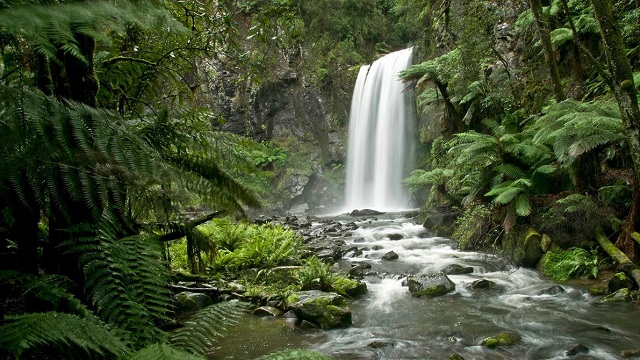 Beech Forest - Hopetoun Falls