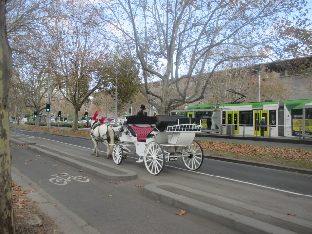 Horse Drawn Carriage Rides in the City