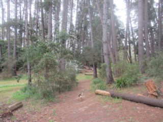 Iona Reserve Dog Off Leash Area (Park Orchards)