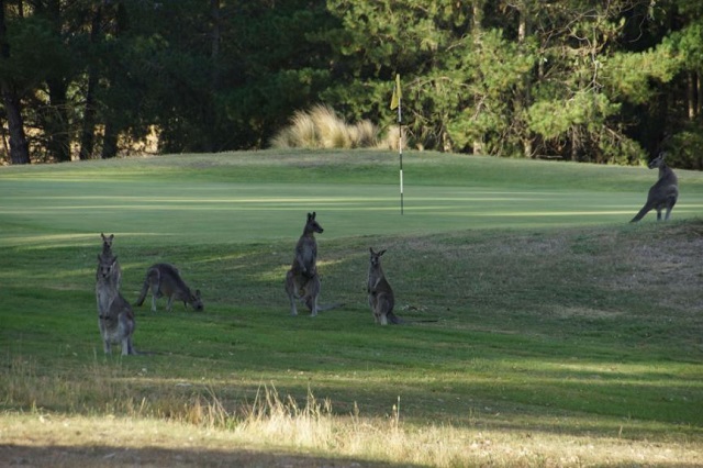 Kyneton Golf Course