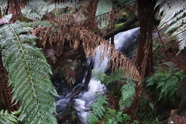 Lavers Hill - Melba Gully (Great Otway National Park)