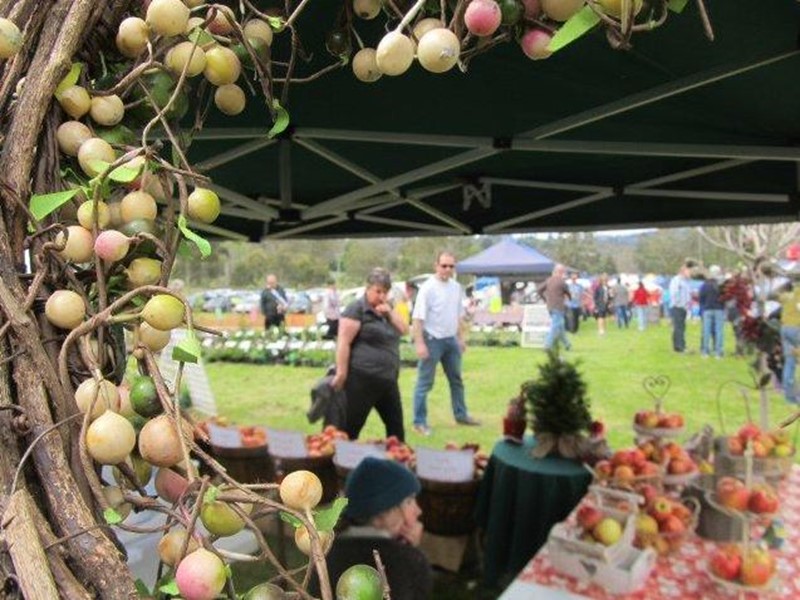 Lilydale Craft and Produce Market (Lilydale)