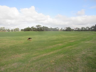 Llewellyn Park Dog Off Leash Area (Wantirna South)