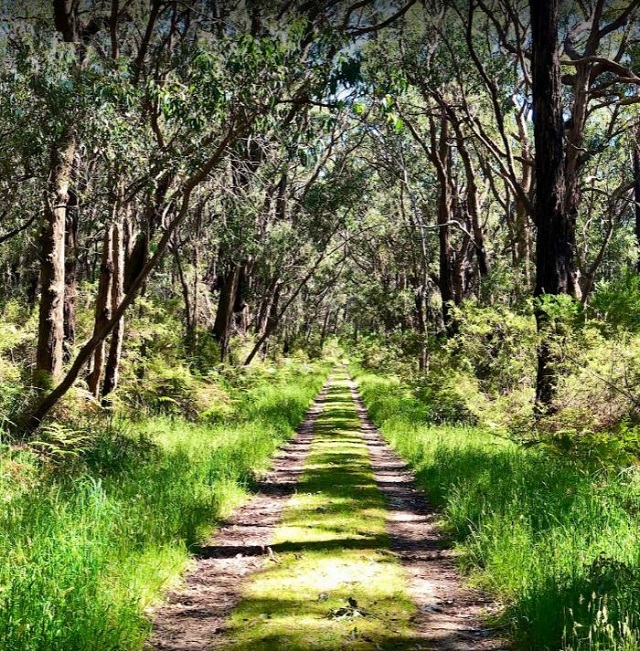 Main Ridge Nature Conservation Reserve (Flinders)