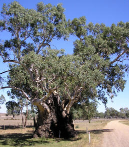 Talbot - Aboriginal Shelter Tree