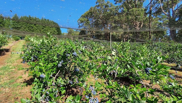 Monbulk Blueberry Farm (Monbulk)
