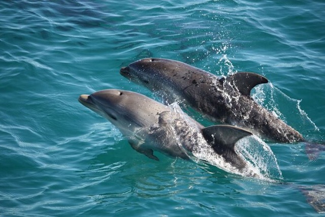 Mornington Peninsula Dolphin and Seal Cruise (Sorrento)