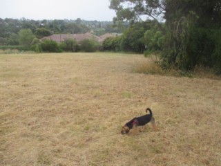 One Tree Hill Reserve Off Leash Dog Park (Donvale)