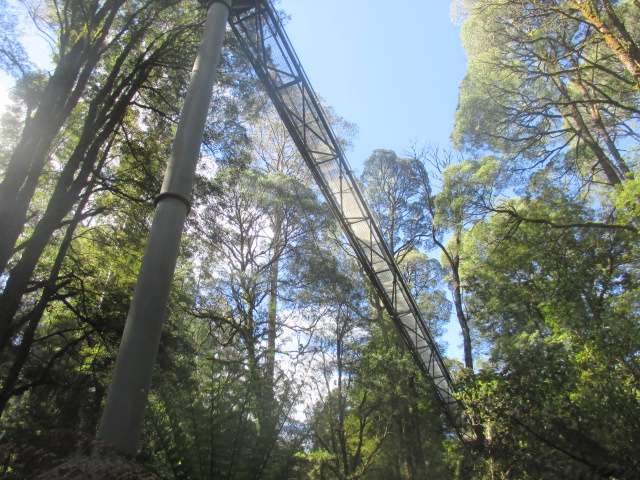Otway Fly Treetop Walk (Weeaproinah)