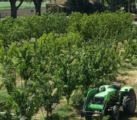 Paynes Orchards (Bacchus Marsh)
