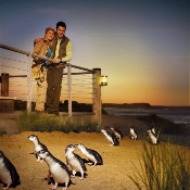 Penguin Parade (Phillip Island)