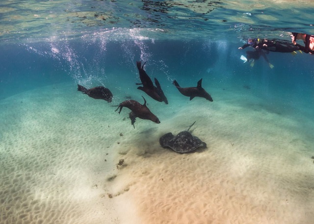 Polperro Dolphin Swims (Sorrento)