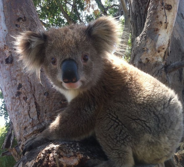 Raymond Island - Ride the Koalas