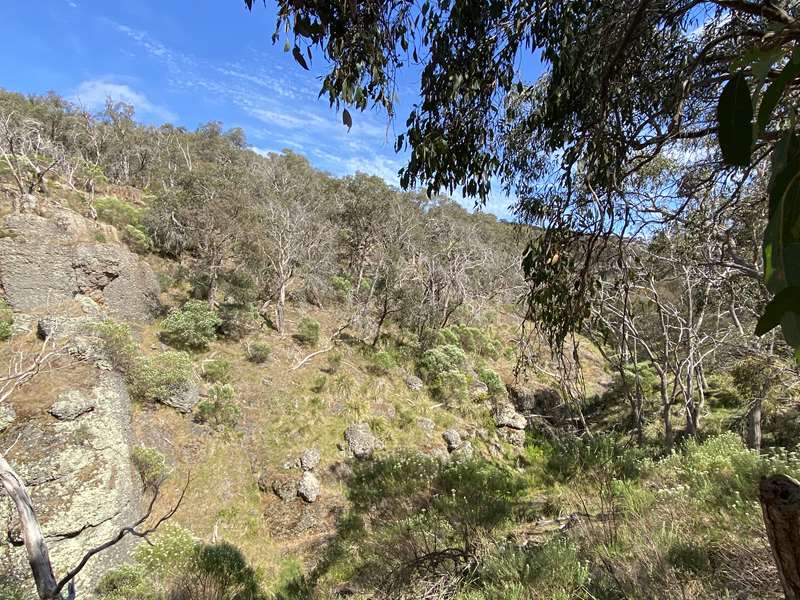 Riddells Creek - Conglomerate Gully Reserve Walk