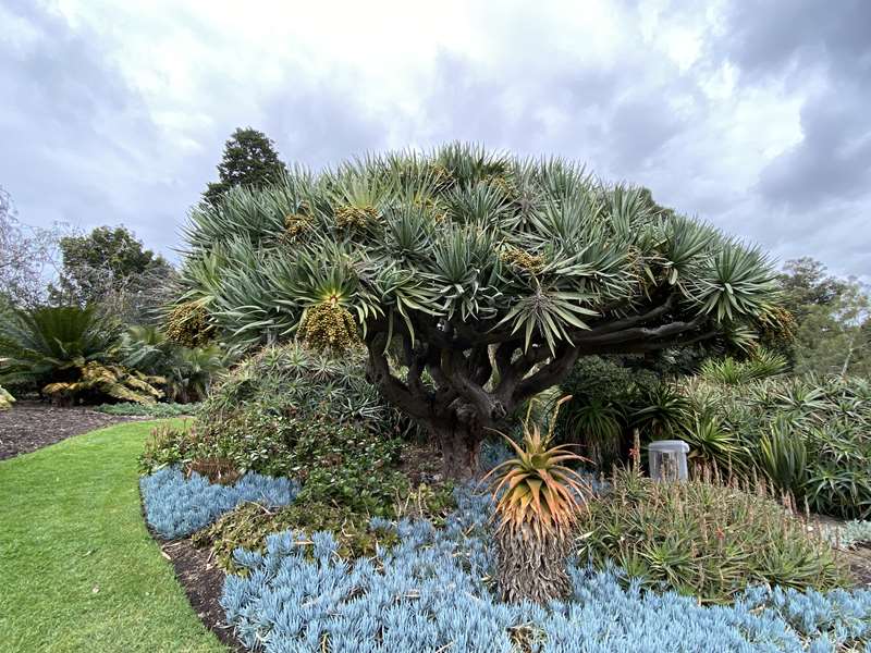 Royal Botanic Gardens Melbourne (Central Melbourne)