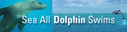 Sea All Dolphin Swims (Queenscliff)