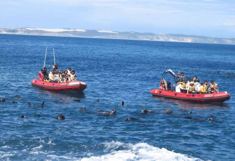 Cape Bridgewater - Seals By Sea Tours
