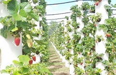 The Strawberry Forest