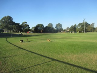 Southern Reserve Fenced Dog Off Leash Area (Mulgrave)