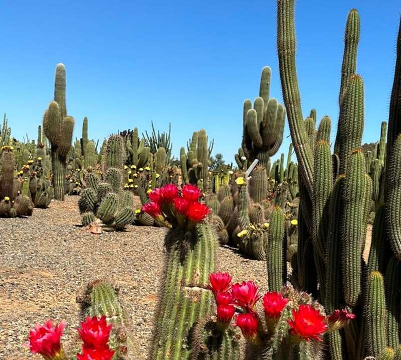 Strathmerton - Cactus Country
