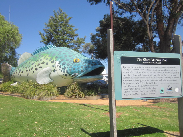 Swan Hill - The Giant Murray Cod