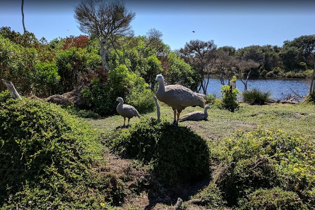 Swan Lake Walk (Phillip Island)