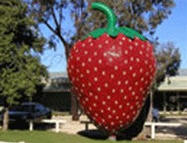 Locations for Pick Your Own Fruit Farms in Melbourne and Victoria