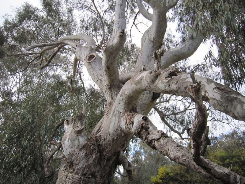 Wangaratta's Significant Trees Walks