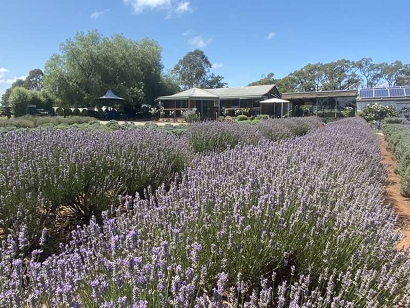 Lavender Fields in Melbourne and Regional Victoria