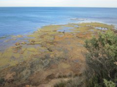 Ricketts Point